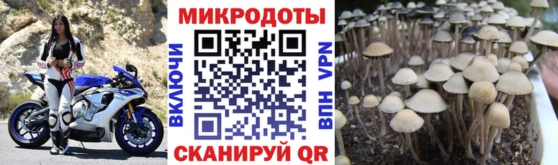 где купить наркотик  блэк спрут маркетплейс  Галлюциногенные грибы Cubensis  Минусинск 